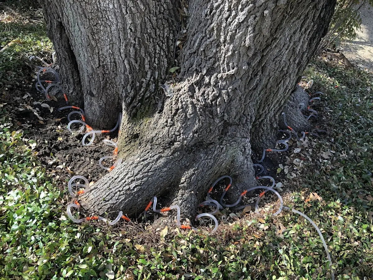 Detailed Tree Cabling and Bracing job site in Gratiot