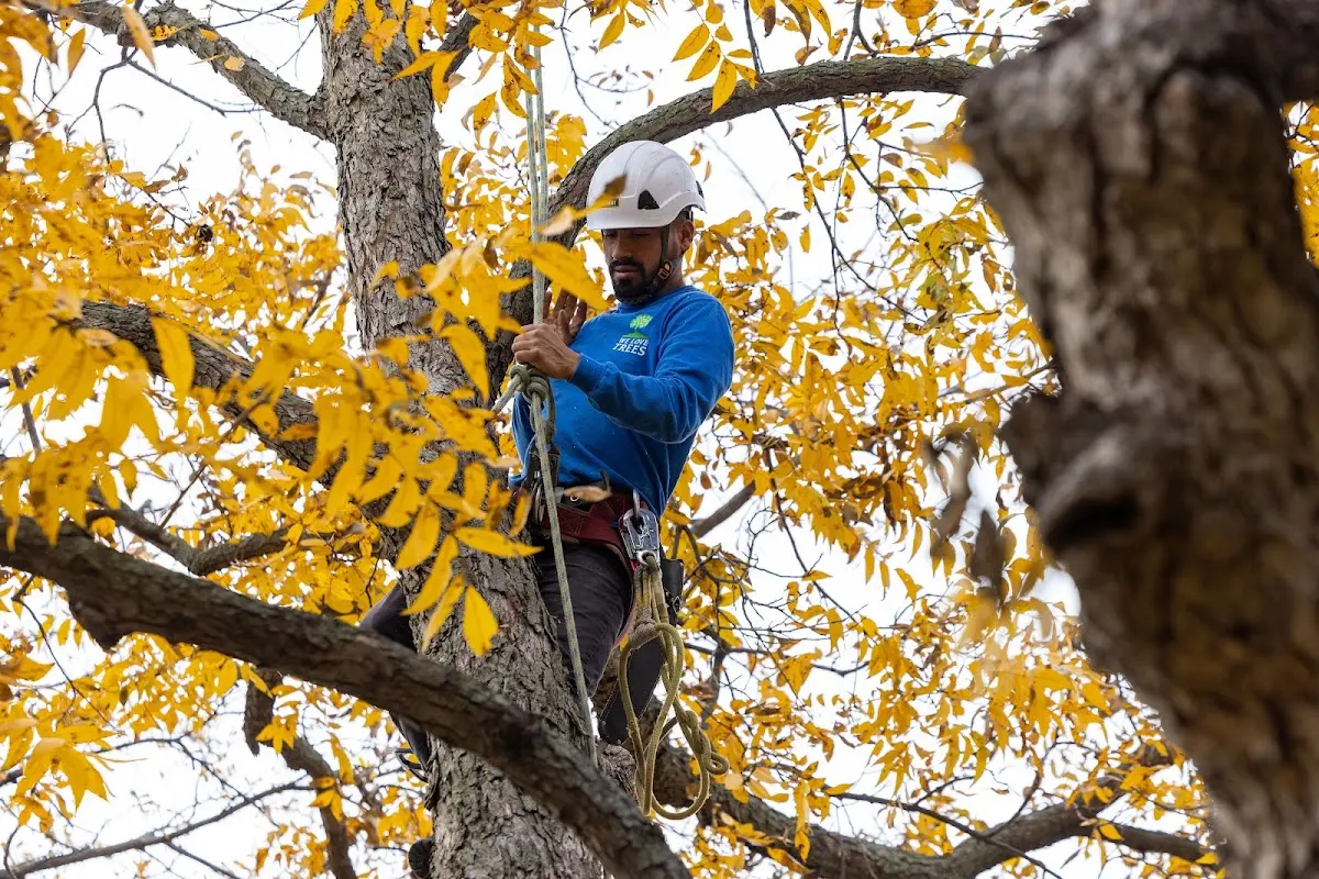 Skilled Tree Planting crew working in Gratiot